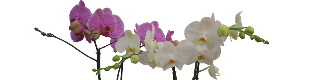 Prendersi cura delle orchidee