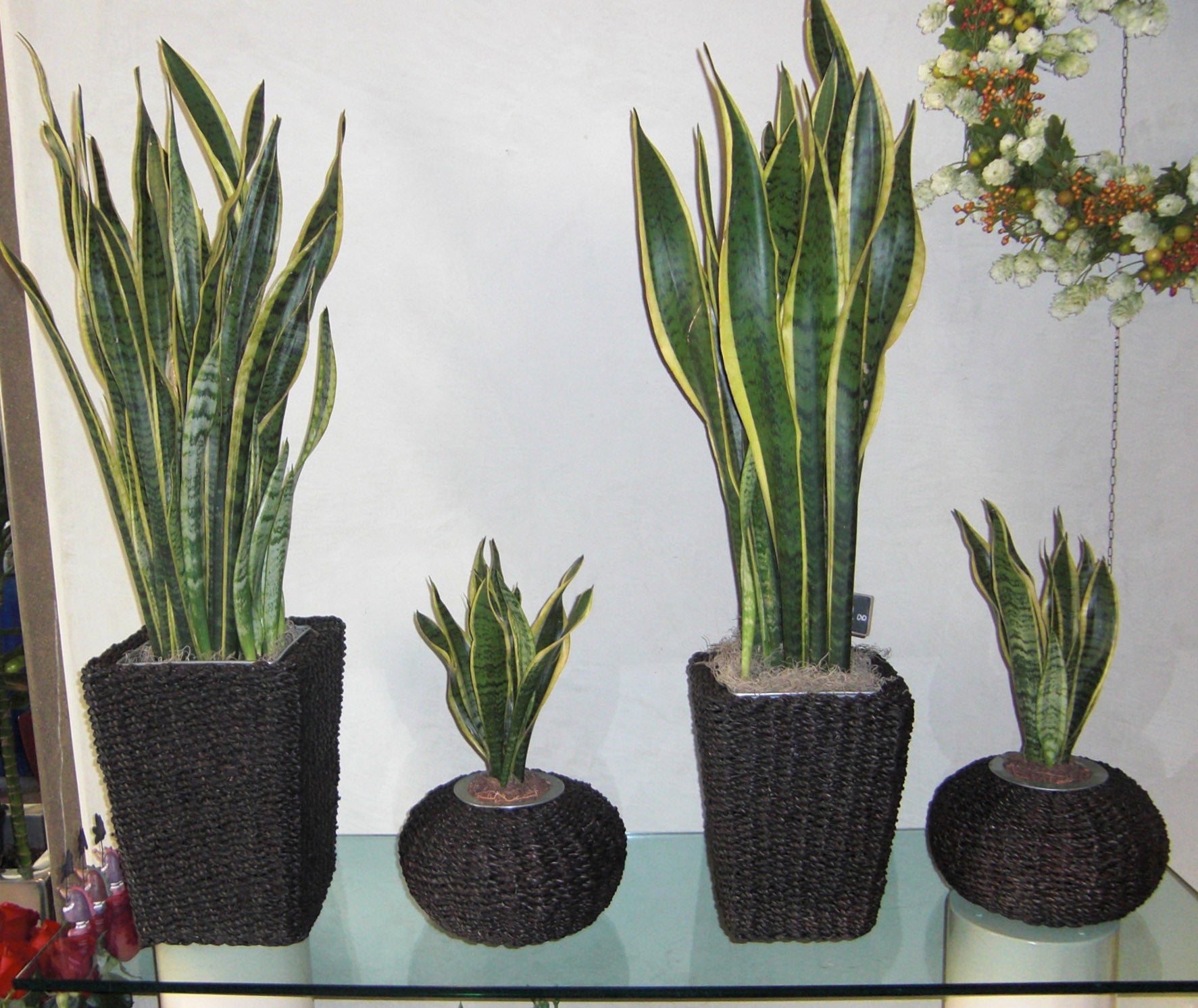 Sansevieria trifasciata