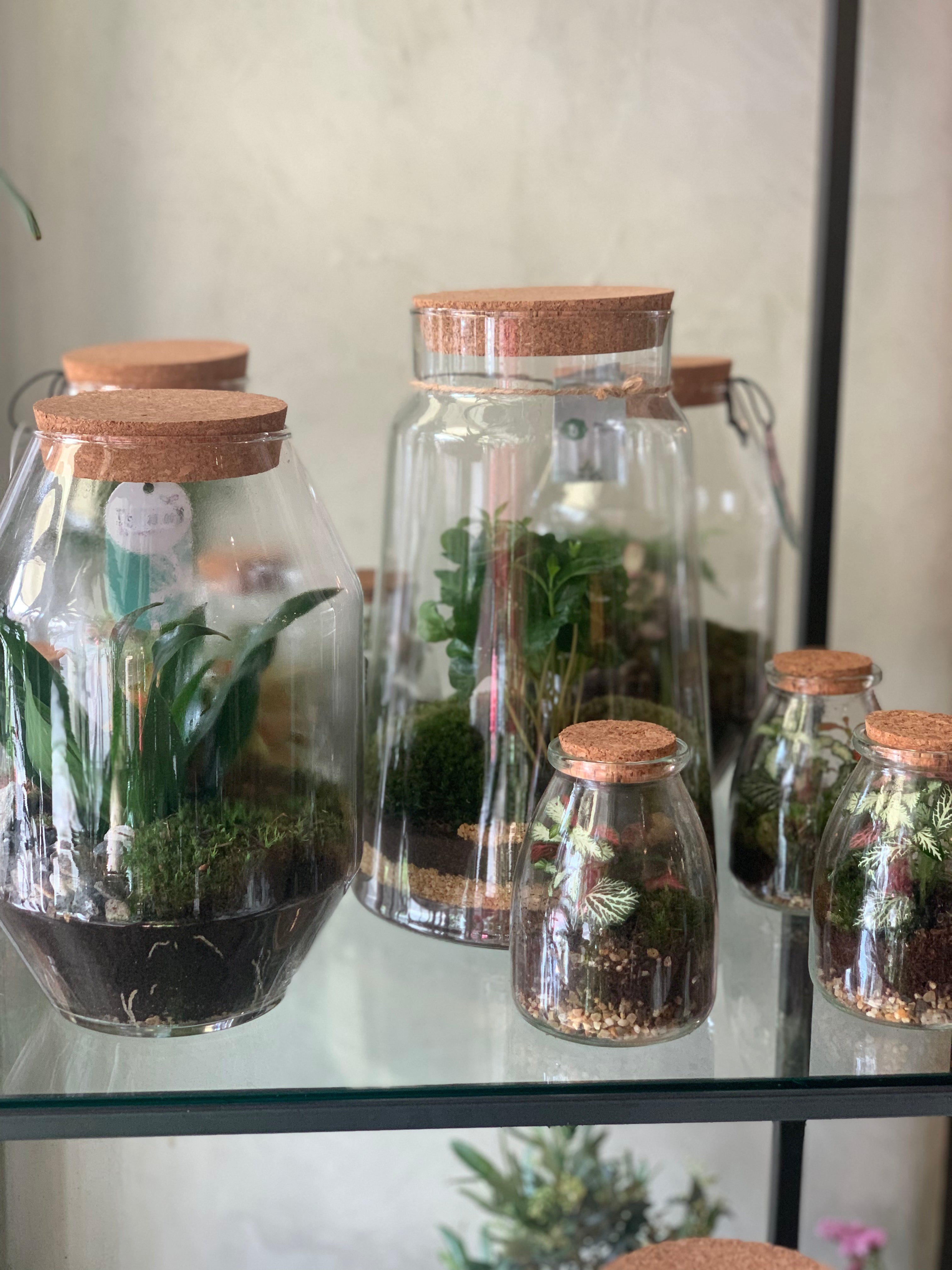 Terrarium