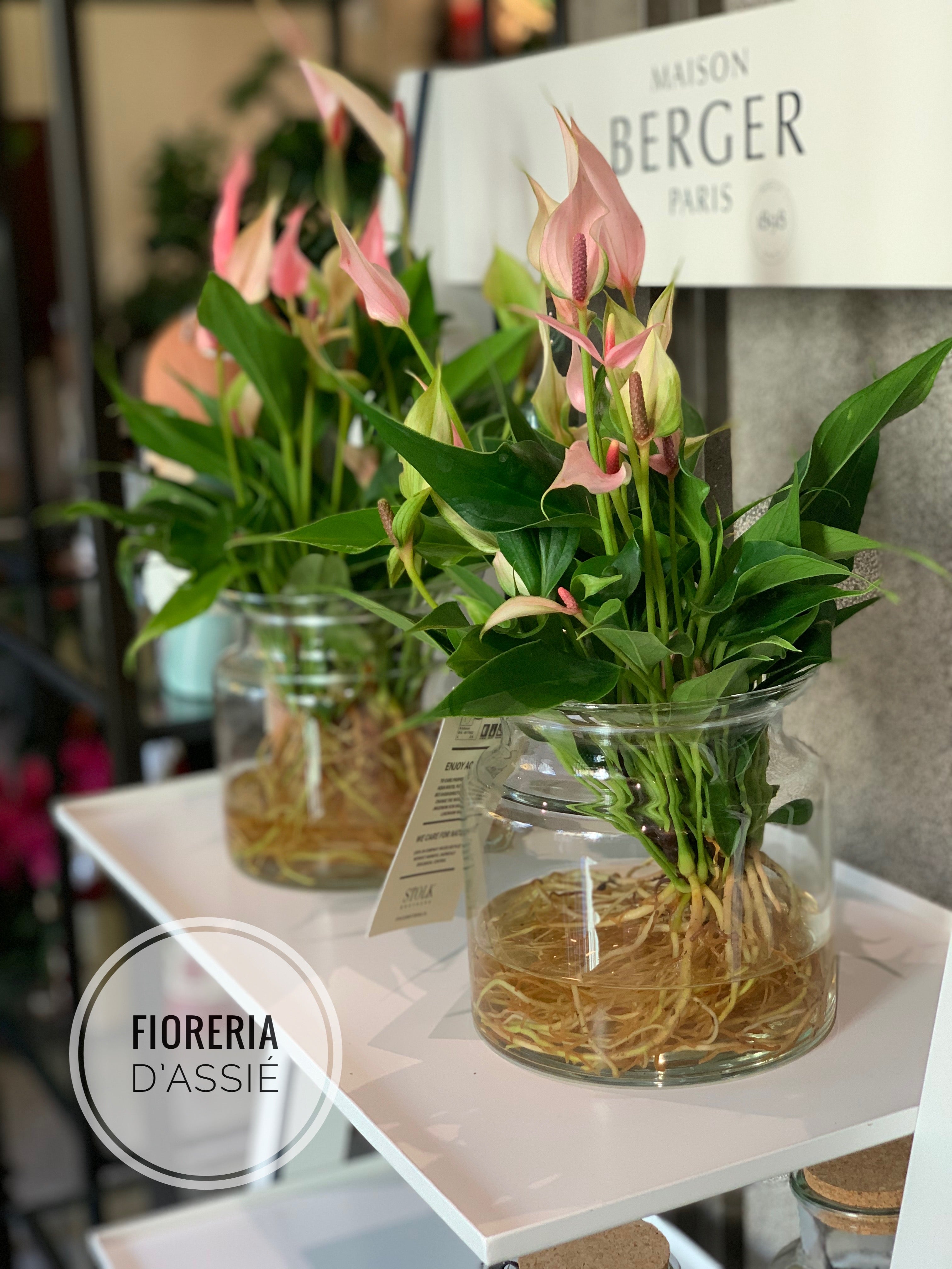 Anthurium in idrocoltura