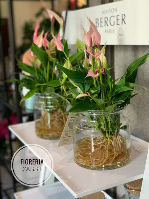 Anthurium in idrocoltura