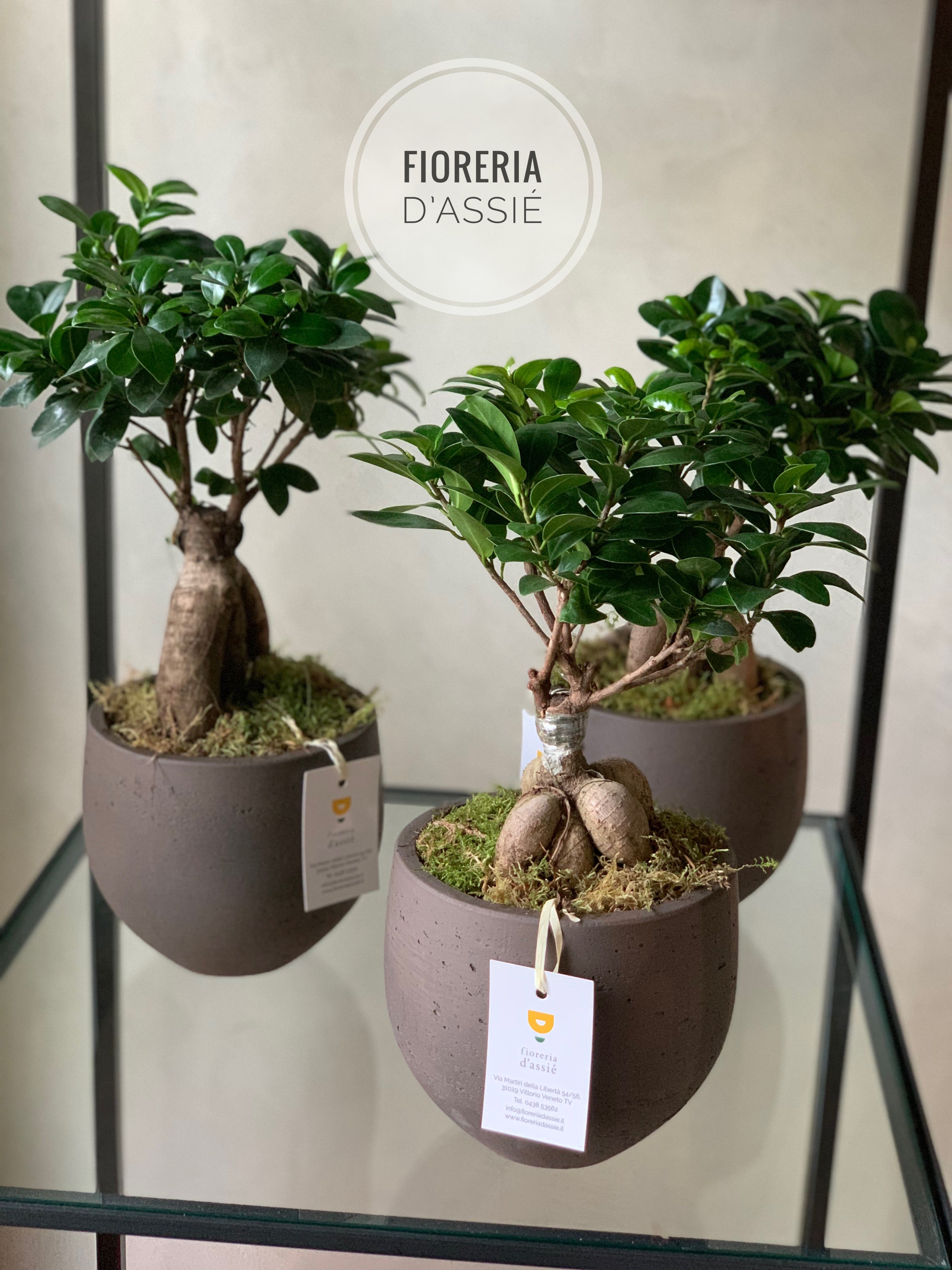 Ficus Ginseng a bonsai