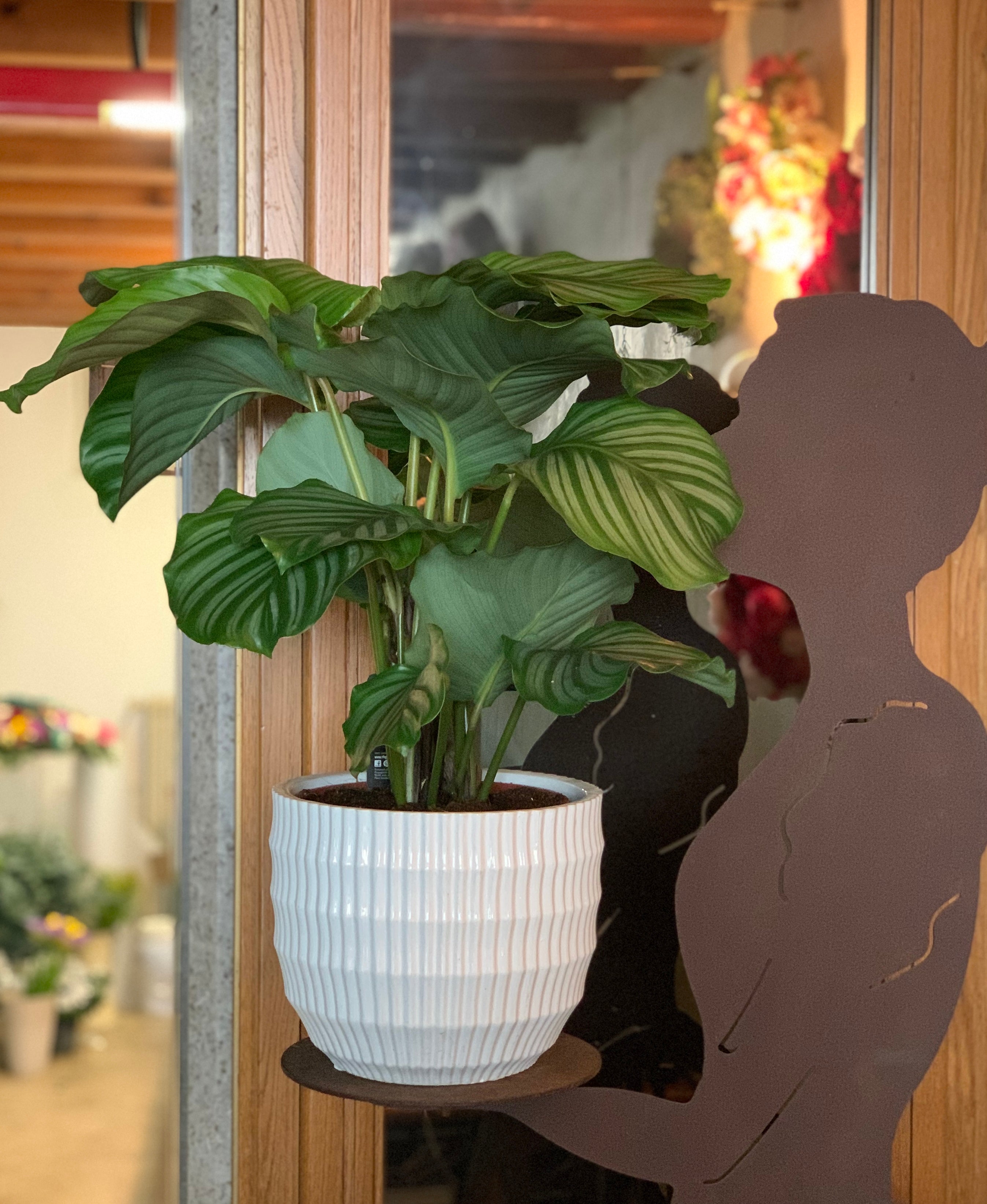Calathea Orbifolia