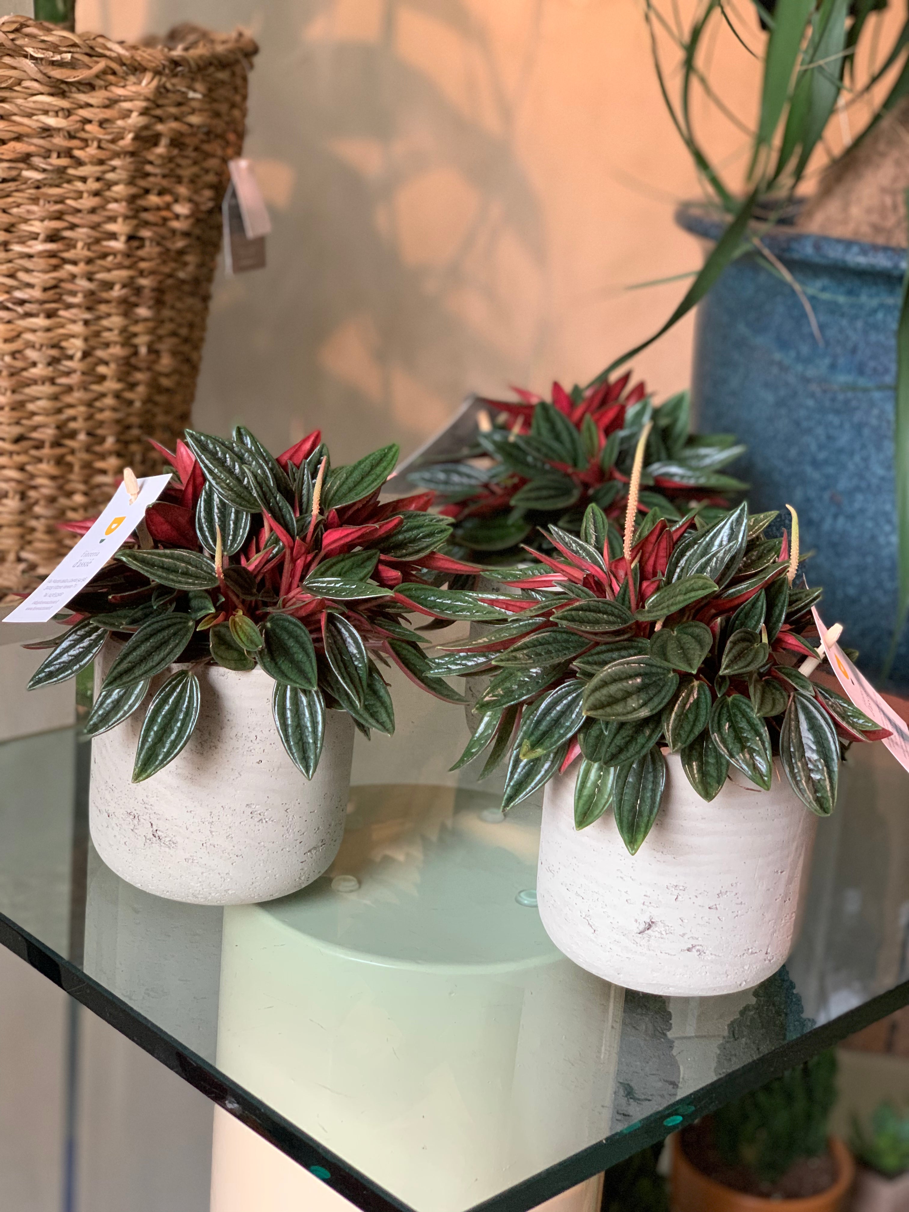 Peperomia