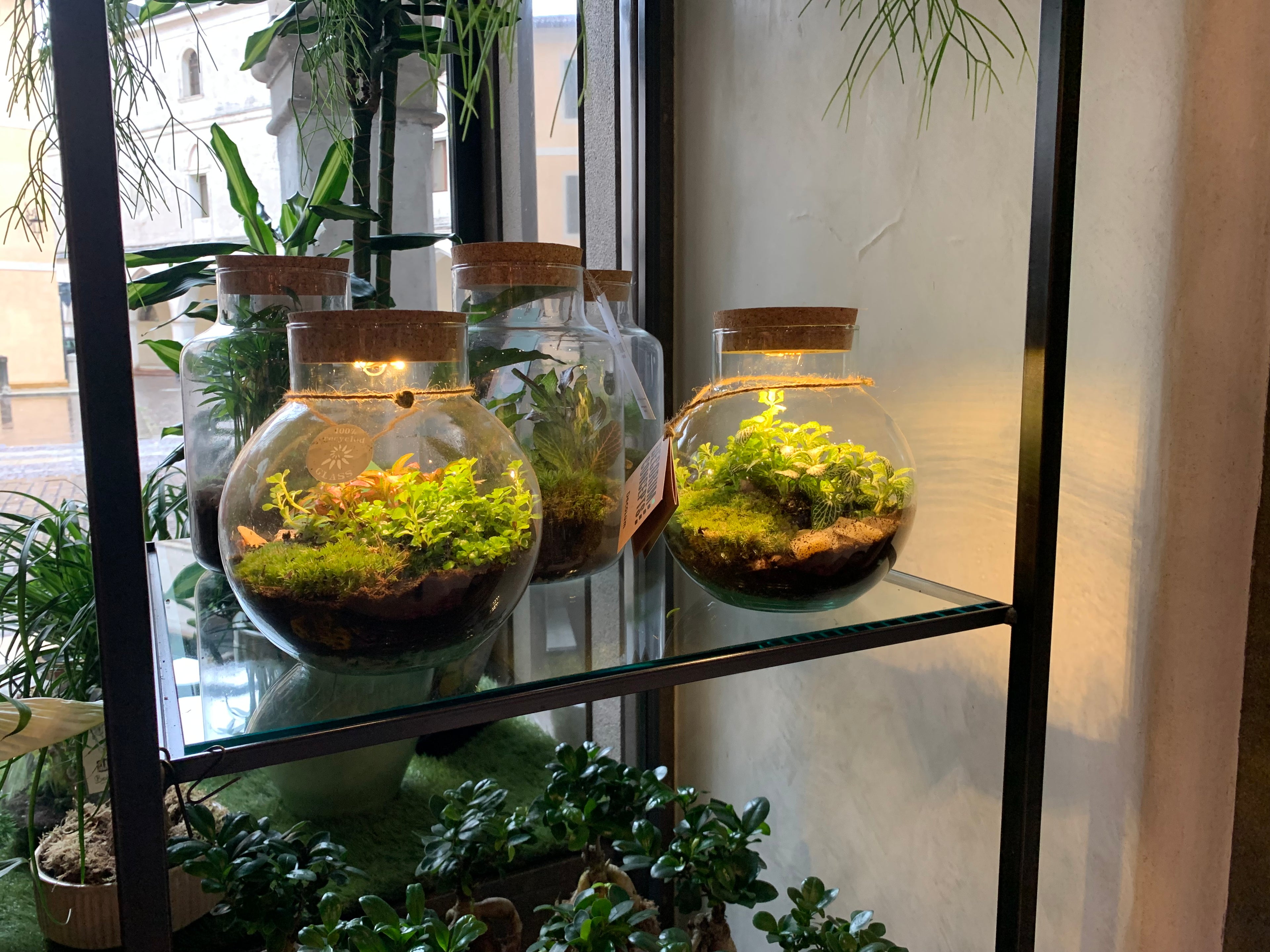 Terrarium con luce led