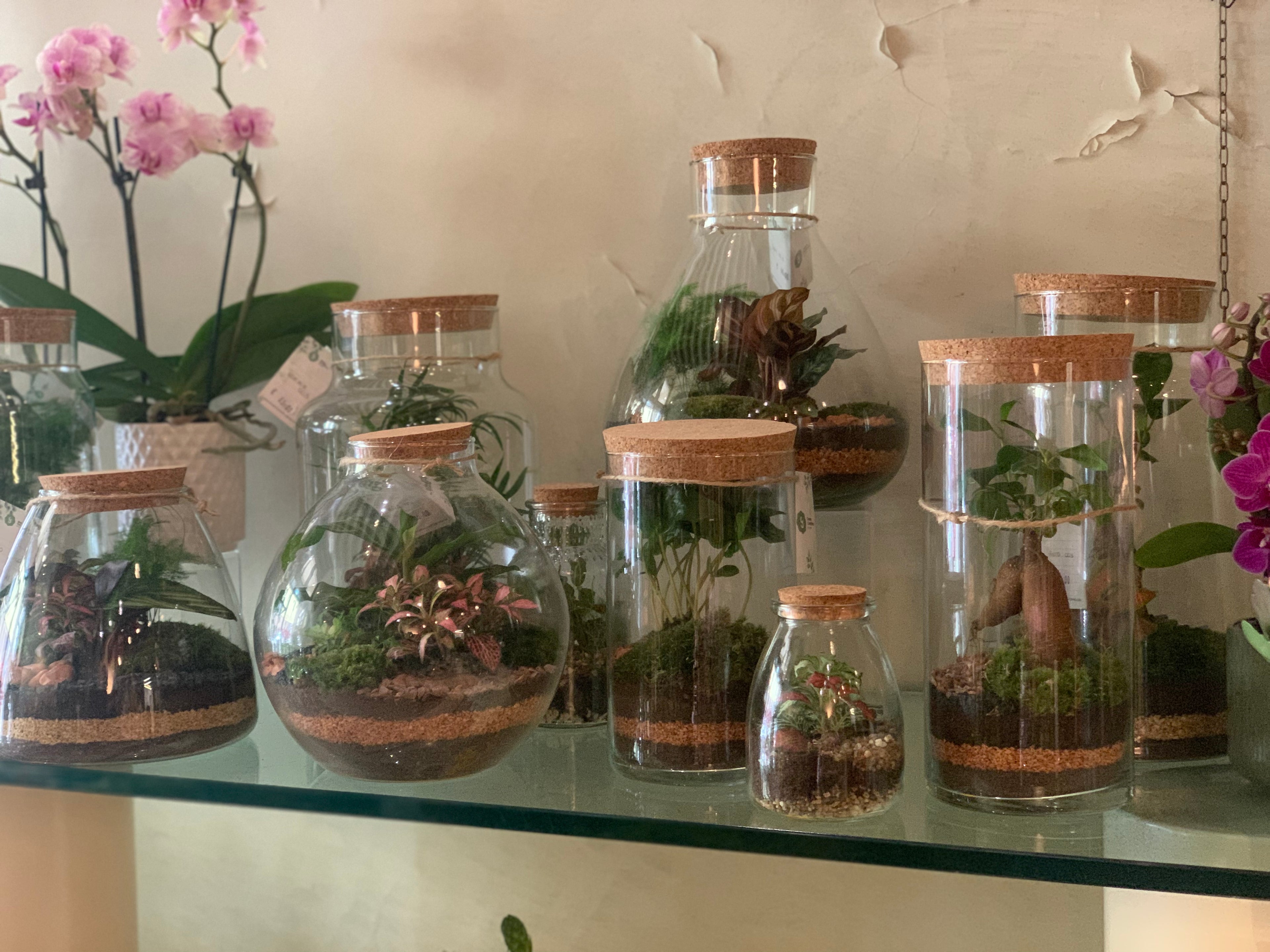 Terrarium
