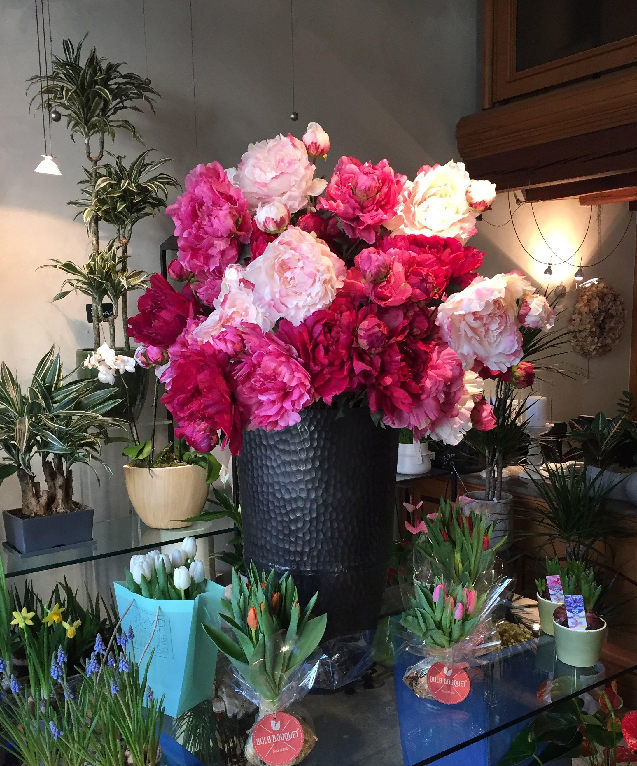 Peonia maxi